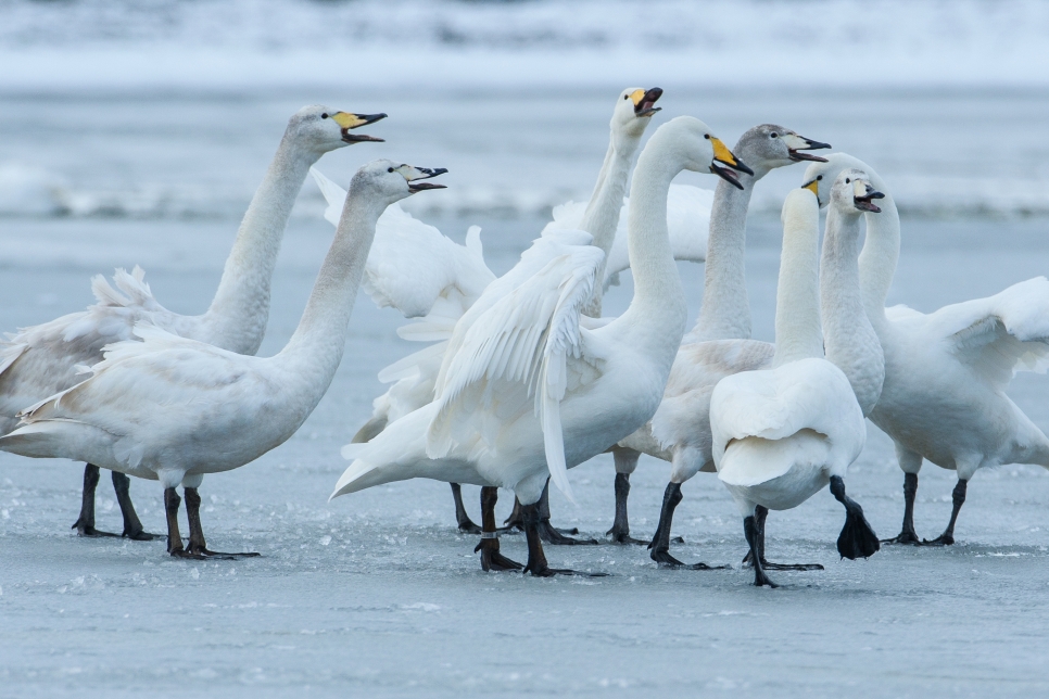 Swan spectacle makes for a wild winter 